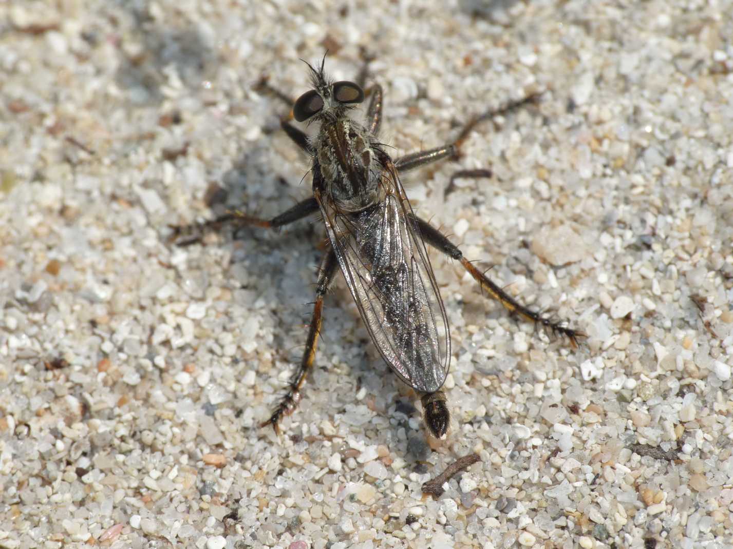 Piccolo Asilidae da determinare > Tolmerus sp.